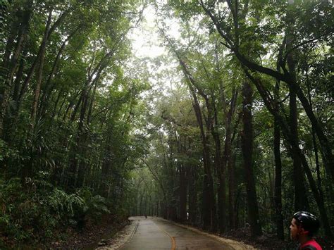 Look Cebus Own Man Made Forest In Campo 7 Minglanilla