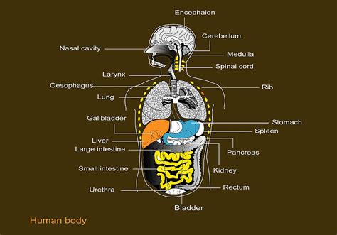 Male reproductive organ structure and function. Human Internal Organs, Diagram Photograph by Francis Leroy ...