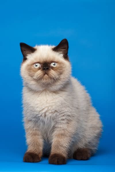 ‏‎cat fanciers' association, incorporated the‎‏. Himalayan Cat Breed Information | Temperament & Health