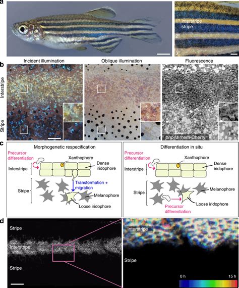 Anatomy Development And Models Of Zebrafish Adult Pigment