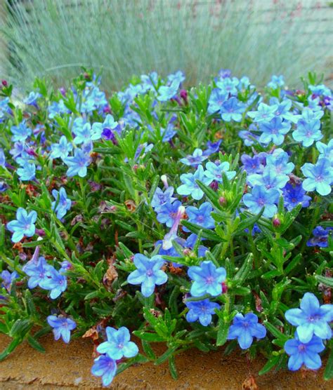 Blue Perennial Flowers Try Lithodora An Update