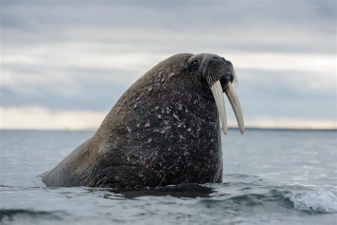 Walrus National Geographic In 2021 Walrus Marine Mammals Mammals