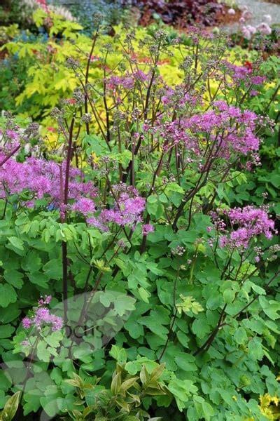 Buy Meadow Rue Thalictrum Black Stockings £1299 Delivery By Crocus