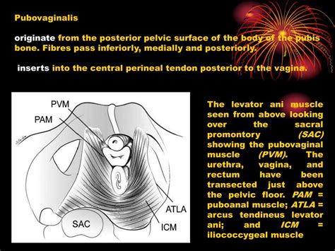 Ppt Female Pelvic Anatomy Powerpoint Presentation Free Download Id