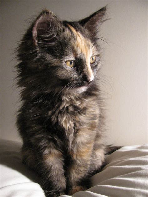 93 Best Images About Tortie Cats On Pinterest Calico