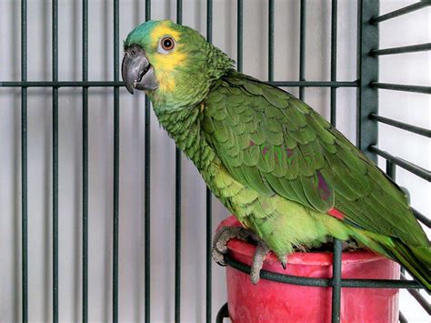 Exotic Birds For Sale Hand Fed And Tame Los Angeles South Bay