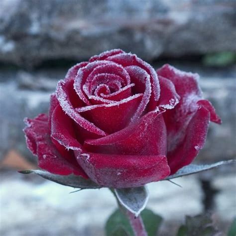 Frosty Rose Planting Roses Beautiful Roses Rose