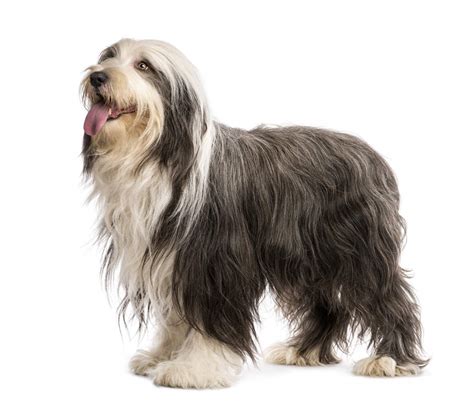 Bearded Collie Dogs