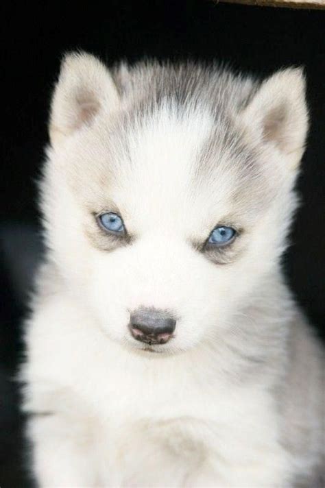 blanc white malamute husky puppy dog  blue eyes siberian huskies dog puppy puppies