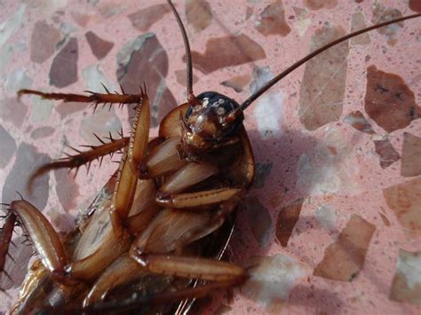 Pest Controller Offering People 2000 To Release Cockroaches In Their