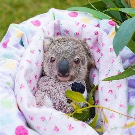 Koalas 🐨 On Instagram “🐨we Would Like To Announce That We Donate 100
