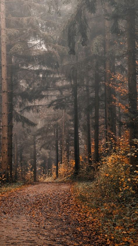 Forest Pathway And Trees During Fall 4k Hd Nature Wallpapers Hd