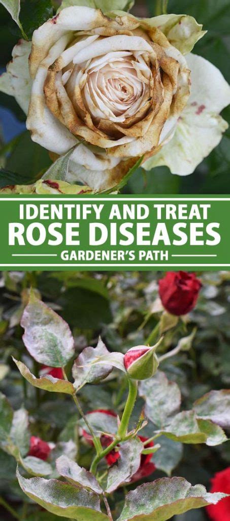 How To Identify And Treat 9 Common Rose Diseases Gardeners Path