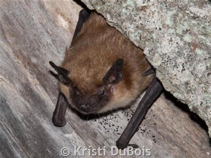 Western united states and canada. Photo of Brown Bat from Montana. Other Montana Species... http://fieldguide.mt.gov ...