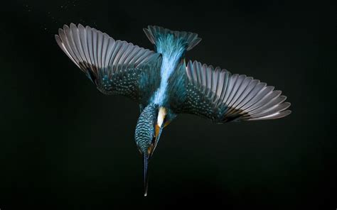 Wallpaper Kingfisher Flight Wings Beak 1920x1200 Hd Picture Image