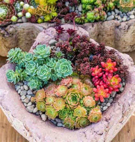 Outdoor Succulents How To Grow Succulent Plants In The Garden