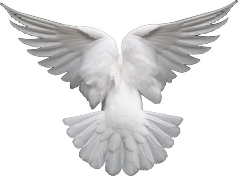 Dove Background Png