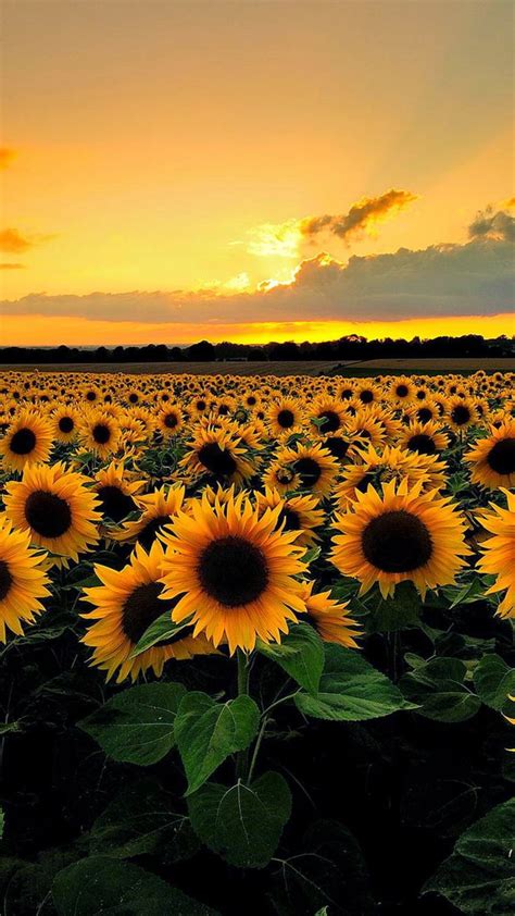 Pin By Wallpapers Backgrounds On Nature Field Wallpaper Sunflower