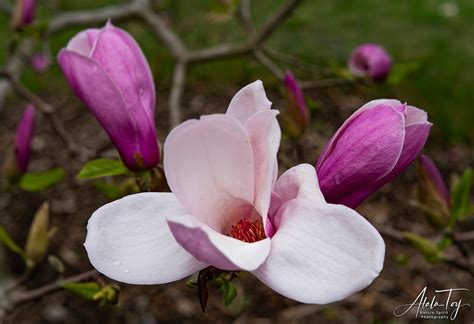 Magnolia Trio Atala Toy Nature Beings Photography