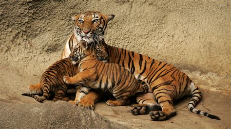 Tiger With Cubs Wallpaper Animal Wallpapers 4802
