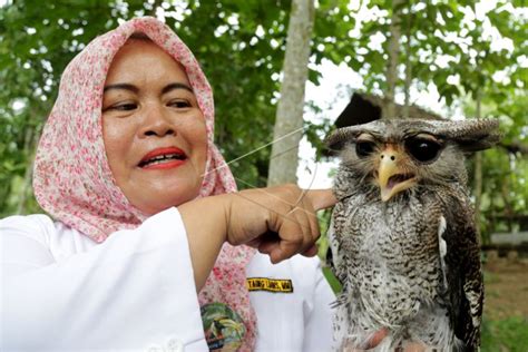Burung Hantu Indonesia Antara Foto
