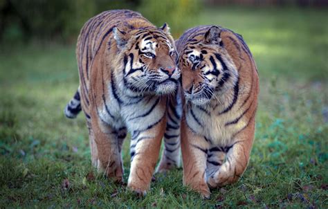 Wallpaper Love Tiger Wild Cats A Couple Tigers Tigress Images For