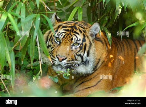 Sumatra Tiger Panthera Tigris Sumatrae Portrait Stock Photo Alamy
