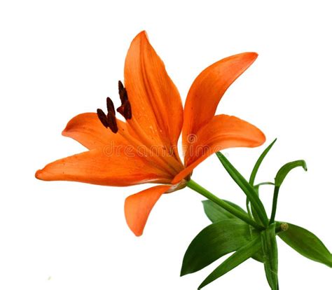 Tiger Lily Stock Image Image Of Pink Celebrate Aroma 90663571