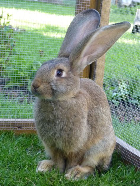 Giant Continental Rabbit Sturminster Newton Dorset Pets4homes
