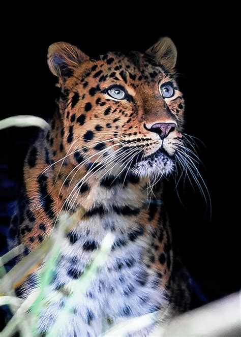 Amur Panther Photograph By Franck Olaya Fine Art America