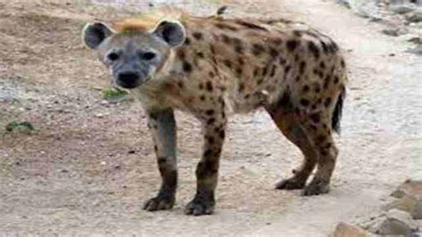 Hyena In Hindi 61 Interesting Hyena Facts In Hindi लकड़बग्घा के