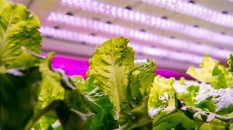 John bonner, the owner of great lakes. 6 Best Led Grow Lights For Indoor Plants [Jun 2021 ...