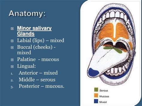 Salivary Gland Structure And Function