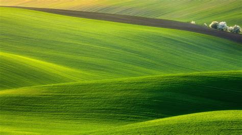 Landscape Of Green Grass Fields On Hills And White Trees Hd Nature