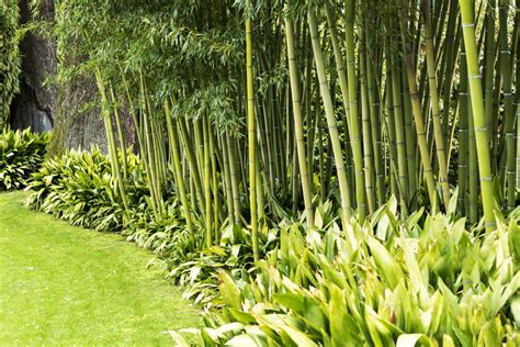 Bambus Jako Trawa Ozdobna Mój Piękny Ogród Ogrody Ozdobne Rośliny