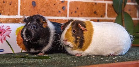 Guinea Pigs For Sale Pet Adoption And Sales