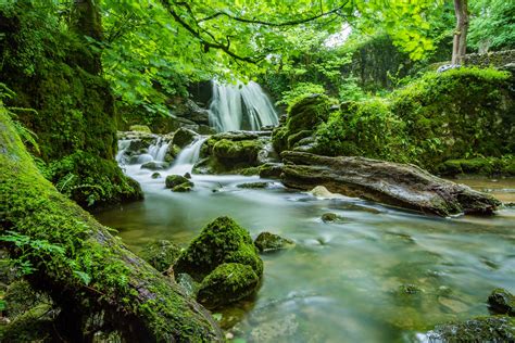 Free Picture Wood Landscape Stream Water Waterfall Nature Moss