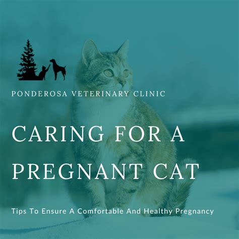 How To Care For A Pregnant Cat Ponderosa Veterinary Clinic