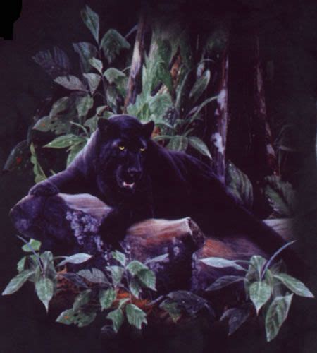 Zwarte Panter Black Panther Black Panthers Black Cats Big Cats