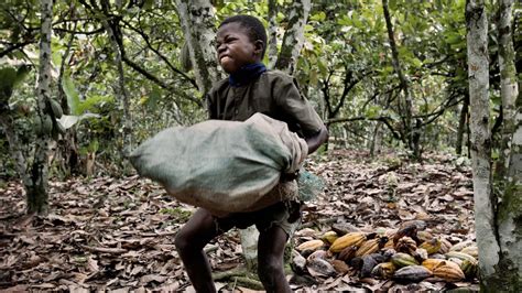 .of cocoa, an estimated 2.1 million children are engaged in some form of child labour in the cocoa supply chain. Lawsuit: Your Candy Bar Was Made By Child Slaves
