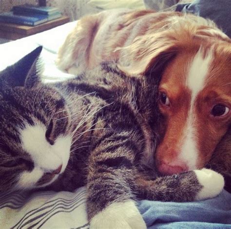 These Cats And Dogs Prove That Love Conquers All Oversixty