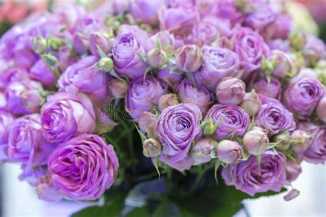 Fresh Purple Roses Large Beautiful Bouquet Of Purple Roses Stock
