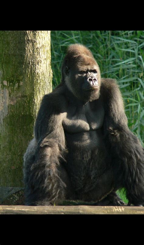 Silverback Gorilla Wallpaper Hd