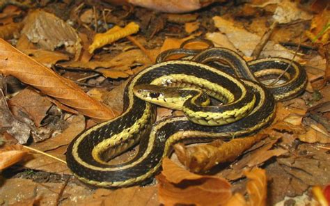 Hd Eastern Garter Snake Wallpaper Download Free 119678