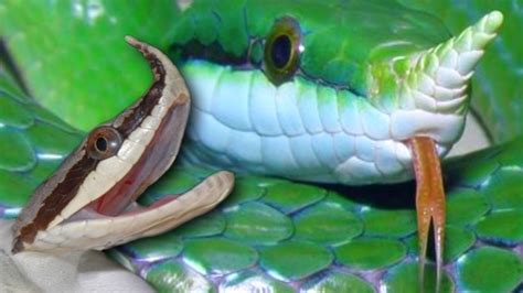 21 Awesome Pet Snakes You Wont Believe Actually Exist Snakebytestv