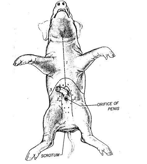 Fetal Pig Dissection Diagram Labeled Answers