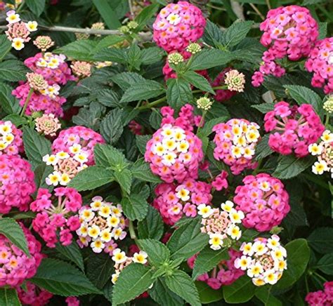 Complete Guide To Lantana How To Plant And Care For Lantana Plants