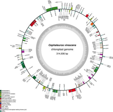 Frontiers Six Newly Sequenced Chloroplast Genomes From