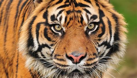 Endangered Sumatran Tigers On Path To Recovery In Unesco World Heritage