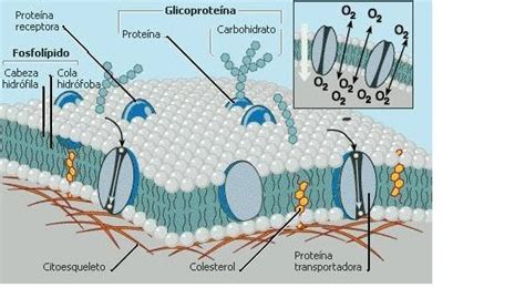 Biología V Membranas Biológicas